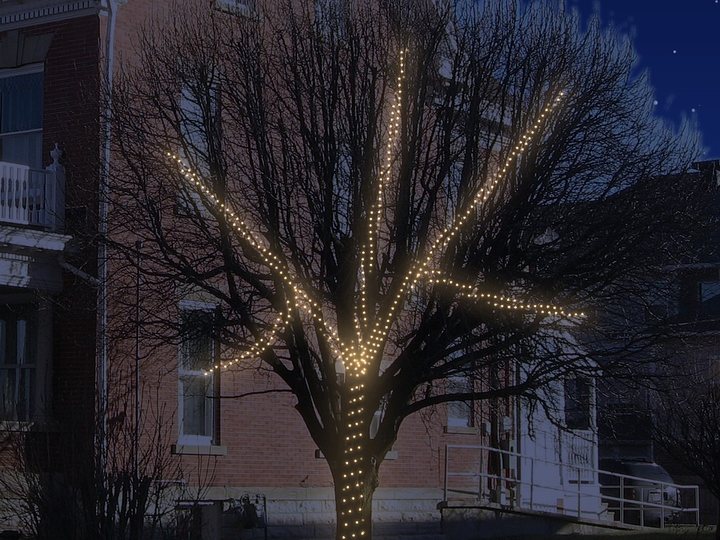 A large tree with its trunk and limbs wrapped in lights.