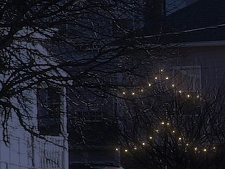 Mini lights draped in swags across a tree.